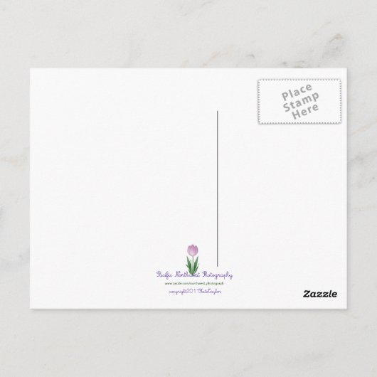 クロリス ポストカード (裏面)