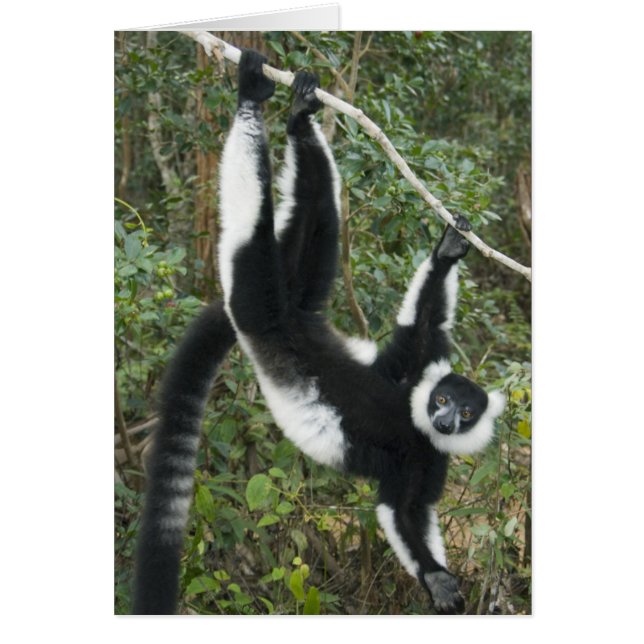 クロワッサンキツネワライカワマダラ (正面)