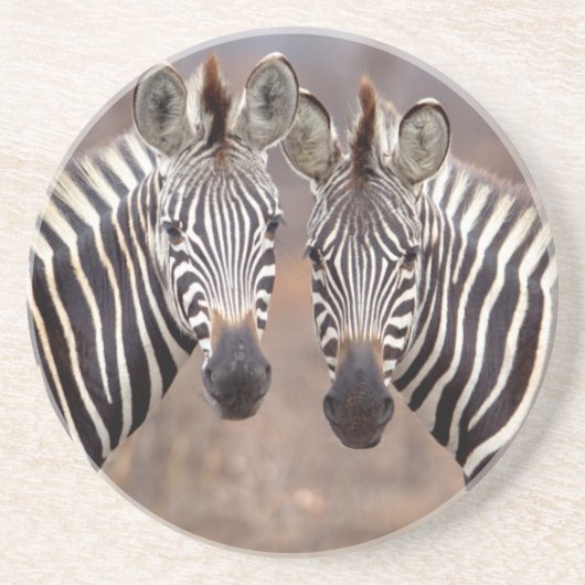 クローガー国立公園の Plains Zebra コースター (正面)
