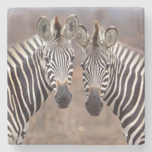クローガー国立公園の Plains Zebra ストーンコースター (正面)