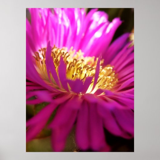 クローザー自然フラワーマクロポスター ポスター (正面)