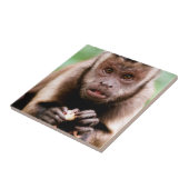 クローズアップされたフサオマキザル タイル (側面)