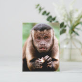 クローズアップされたフサオマキザル ポストカード (スタンド正面)