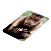 クローズアップされたフサオマキザル マグネット (左側)