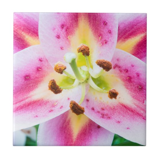 クローズアップのユリ タイル (正面)