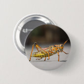 クローズアップの美しく多彩なバッタ 缶バッジ (正面&裏面)