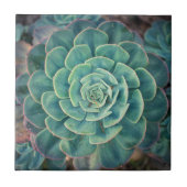 クローズアップのSucculent タイル (正面)