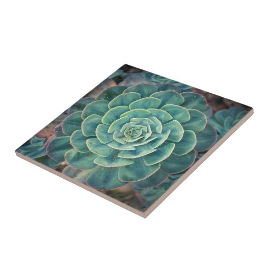 クローズアップのSucculent タイル (側面)