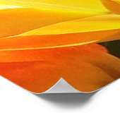 クローズアップオレンジと黄色のチューリップ ポスター (角)