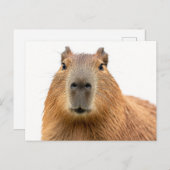 クローズアップカピバラポートレート ポストカード (正面/裏面)