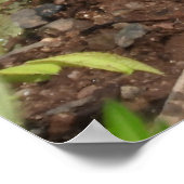 クローズアップキュートベビーウッドチャックグラウンドホッグ ポスター (角)