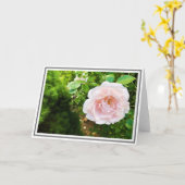 クローズアップデリケートピンク登山バラ緑の葉 カード (黄色い花)