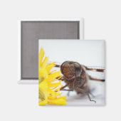 クローズアップドラゴンフライ顔と黄色のタンポポの花 マグネット (正面/裏面)