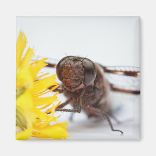 クローズアップドラゴンフライ顔と黄色のタンポポの花 マグネット