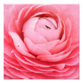 クローズアップピンクフラワーフォトプリント フォトプリント            (正面)