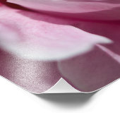 クローズアップピン牡丹の花 フォトプリント (角)