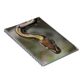 クローズアップボールpythonポストカードスクエアステッキ ノートブック (右側)