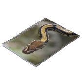 クローズアップボールpythonポストカードスクエアステッキ ノートブック (左側)