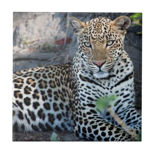 クローズアップリョウポートレート座 タイル (正面)