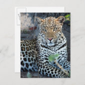 クローズアップリョウポートレート座 ポストカード (正面/裏面)