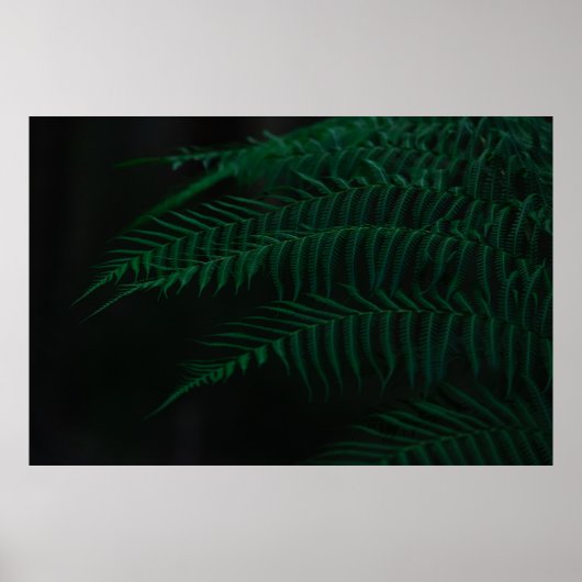 クローズアップ写真におけるグリーンシダ植物 ポスター (正面)