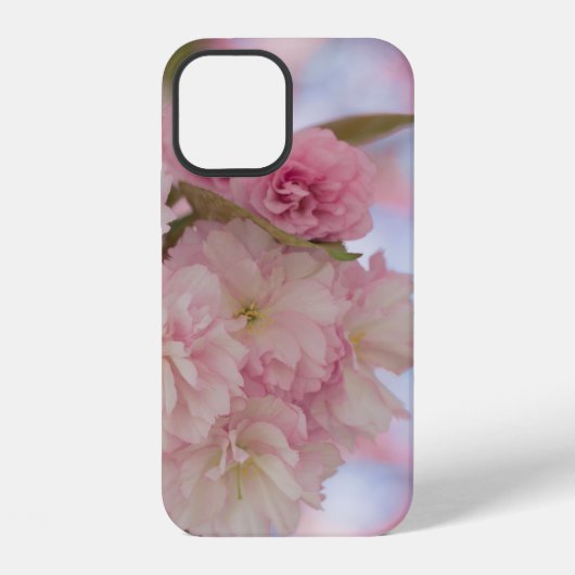 クローズアップ写真のピンクの桜 iPhoneケース (裏面)