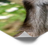 クローズアップ可変スパイダーモンキーポストメタルまたは ポスター (角)