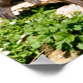 クローズアップ斑入りスパイダーモンキー ポスター (角)