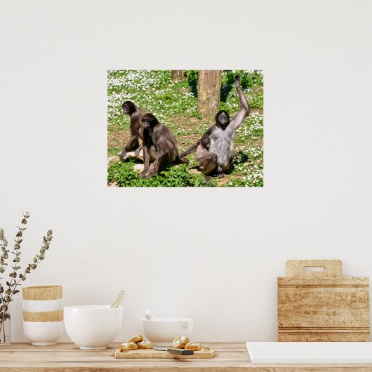 クローズアップ斑入りスパイダーモンキー ポスター (キッチン)