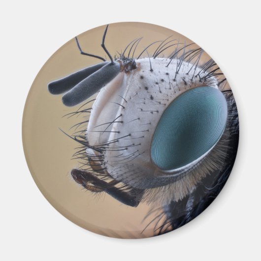 クローズアップ昆虫頭 マグネット (正面)