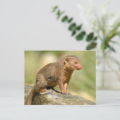 クローズアップ矮星のマングース ポストカード (スタンド正面)