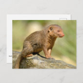 クローズアップ矮星のマングース ポストカード (正面/裏面)
