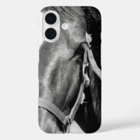 クローズアップ馬眼