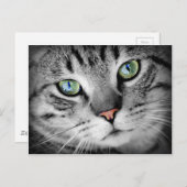 クローズアップ・キャット ポストカード (正面/裏面)