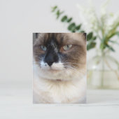 クローズアップ ポストカード (スタンド正面)