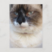 クローズアップ ポストカード (正面)