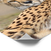 クローズアップAfrican Cheetah (Acinonyx jubatus) ポスター (角)