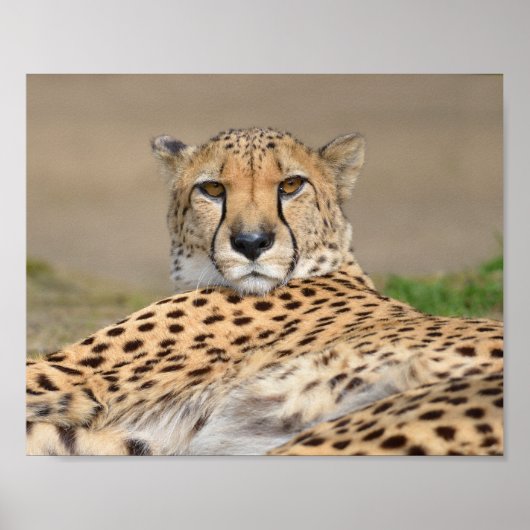 クローズアップAfrican Cheetah (Acinonyx jubatus) ポスター (正面)