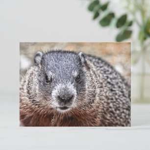 クローズアップGroundhogポートレート ポストカード