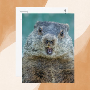 クローズアップGroundhogポートレート ポストカード