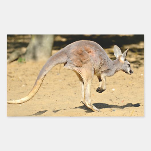 クローズアップkangourou歩くホリデー葉書ポスター 長方形シール (正面)