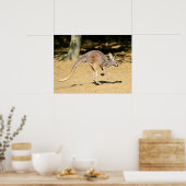 クローズアップkangourou歩く休日はがき ポスター (キッチン)