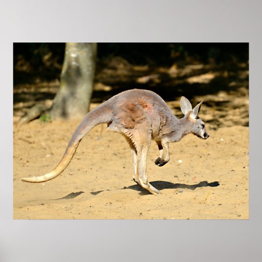 クローズアップkangourou歩く休日はがき ポスター (正面)