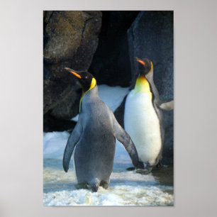 クローズアップPhoto of the Two king Penguins ポスター
