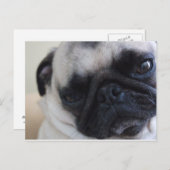 クローズアップPugポストカード ポストカード (正面/裏面)