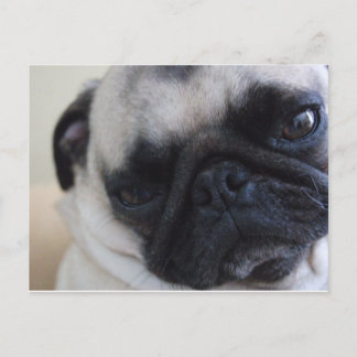 クローズアップPugポストカード ポストカード