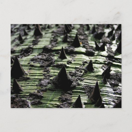 クローズアップSpiky Kapok Tree Trunk : Funchal Madeira ポストカード (正面)