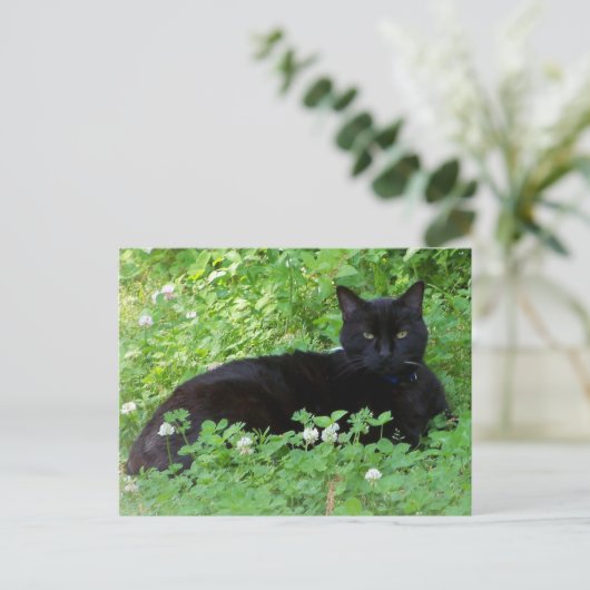クローバーに横たわる黒猫 - 猫好きのためのポストカード ポストカード (スタンド正面)