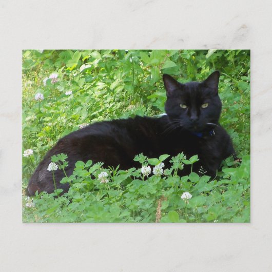 クローバーの中の黒猫 猫好きな人へ  ポストカード (正面)