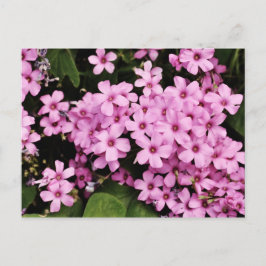 クローバーの花-郵便はがき ポストカード